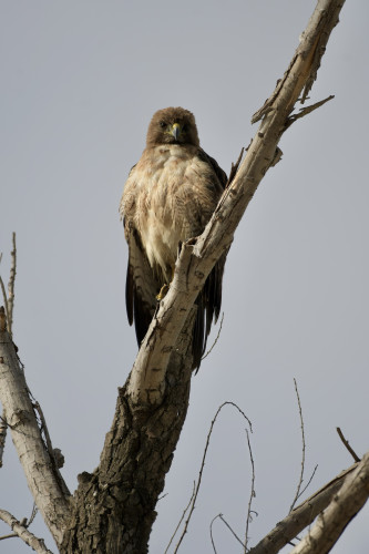 A red-tailed hawk in a leafless tree branch against a gray sky.