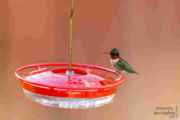 A tiny bird, opal-green backed and white breasted with a ruby gorget, stands on the rim of a plastic nectar feeder.