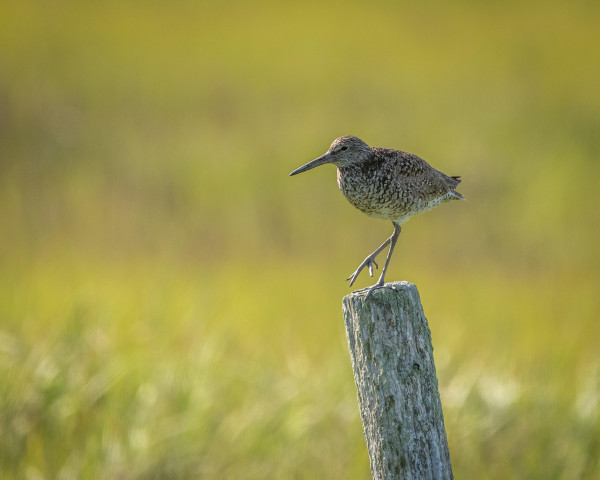 A photograph of Willet perched on a wooden post, one leg raised, with blurry greenery in the background.
