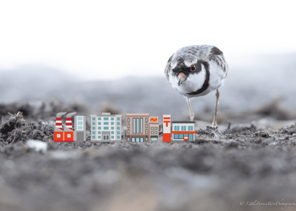 A terrifyingly large bird towers over a row of buildings (the artist's photo of a dotterel, with a few emoji buildings added at its feet to make the small bird look comically huge)