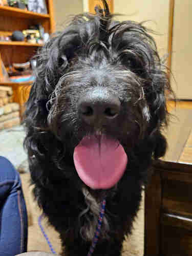 Close up of a black Labradoodle's face with her pink tongue hanging out. 