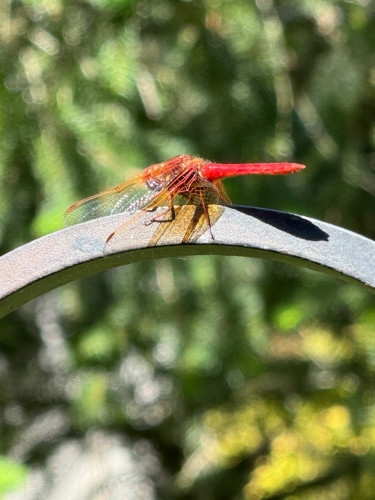 A red dragonfly perched at the top of an iron hook. The wings are extended a bit forward which helps show shapes in the wings and the light through the wings against the hook are a bit yellowish orange. 