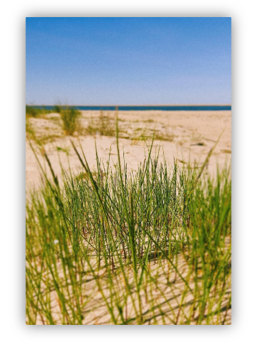 Beach, sand, grass, clear sky, summer colors.