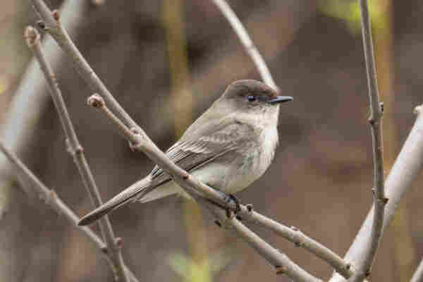 A right side profile of an eastern phoebe perched on a thin, bare branch.