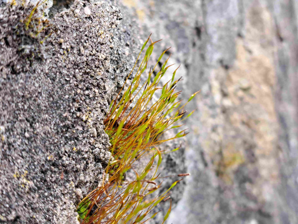 岩壁のすきまに、ヘラハネジレゴケが生えている写真。細い蒴柄の先に若い蒴ができていて、蒴の頭に帽をつけている。