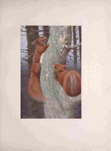 Squirrel illustration, from the source cited above