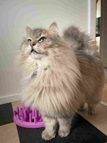 Grey Siberian cat standing on a checkered floor. He is looking expectantly up. He is very fluffy and all puffed up.