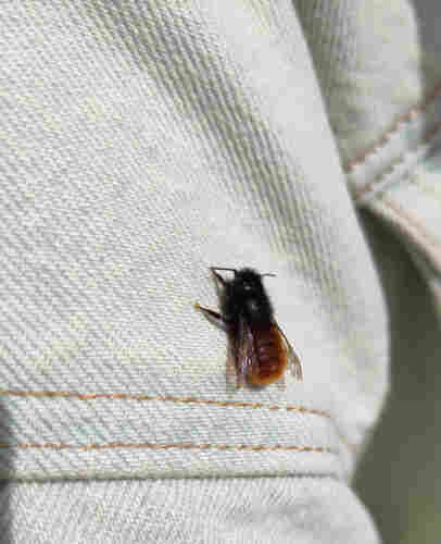 An Osmia bee standing on pale green jean fabric.
It has a fluffy red butt, and the rest of the body black.
