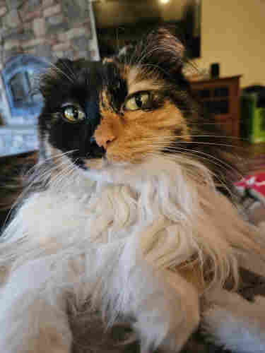 A long-haired calico cat looks directly at the camera