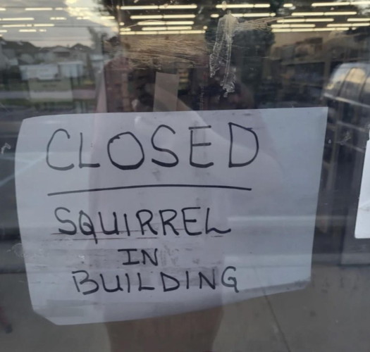Picture a sign in a shop window, written in black marker pen on a sheet of landscape white A4 paper. The sign says: “Closed! Squirrel in building!”