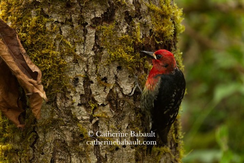 A bird mostly black with a red head and breast on a tree trunk looking for insects.