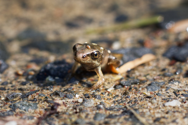 Tiny young common frog