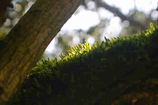 some shaggy moss on a branch, backlit by the sun