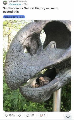 Posting from the Smithsonian Natural Museum. Is a photo of a bird nest with several babies thst was made in the mouth of a huge dinosaur skull on display 