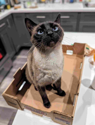 A Siamese cat sitting in a large cardboard berry box, on a kitchen counter, while starting up above the camera with a round face and confused expression.