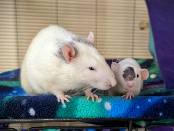 James, an adult white rat with cute gray markings behind his ears, with Vinnie, a young white rat with a cute dark spot on his face. Their size difference is significant.
