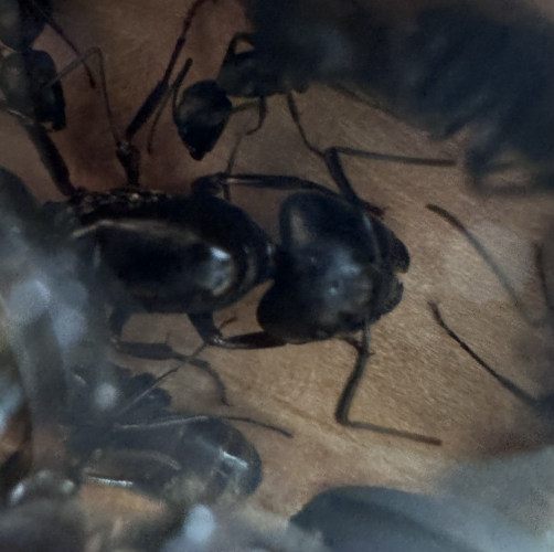 A black queen ant. Her head is shaped like a shovel— she is very pretty and shiny surrounded by her daughters
