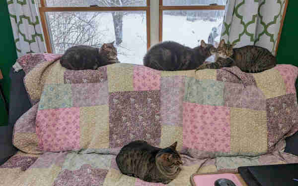 A photo of four tabby cats on a couch in front of a window showing a snowy yard. Sumie (grey classic tabby) is just chilling on the back of the couch, and Simon (tan striped tabby) is down on the cushions. Mina (grey classic tabby) is on the back of the couch licking the face of her sister Petunia (tan striped tabby).