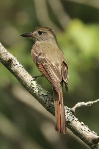 A Great Crested Flycatcher, its back to the camera, perched on a branch showing brownish head and back, with some brick-red highlights on the wings and tail.
