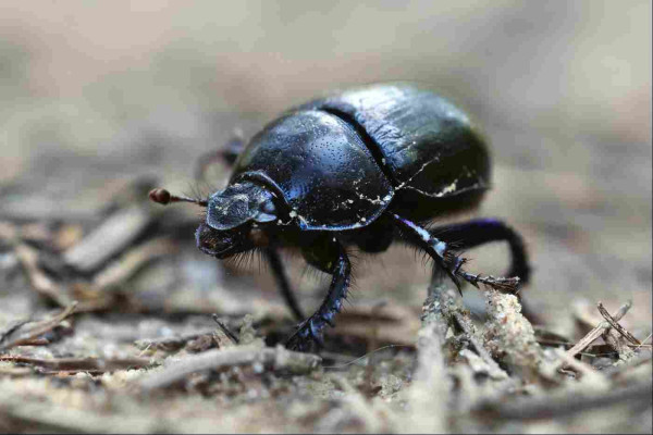 Closeup of a beetle striding across sandy ground with fallen pine needles strewn around. The beetle is black, but with flashes of metallic blue and purple on its carapace and legs. There are hairs sticking out from its legs and head, and wide, curved horn-like protruberances on each side of its head too. It looks a little fiercesome and quite determined