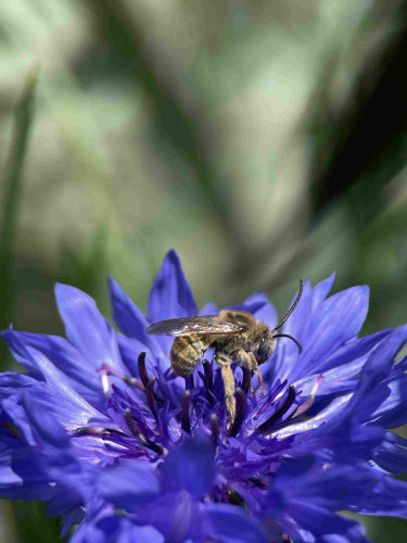 uncropped photo of a blue cornflower with fuzzy bee with long antenna. Background is blur of green leaves in sun and shadow. 