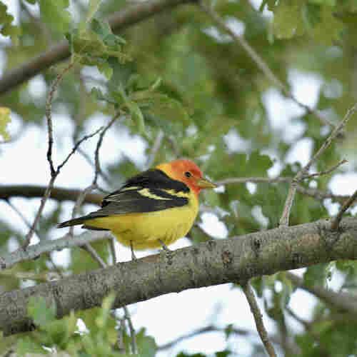 A western tanager, a bright yellow bird with black wings with white stripes, and a red face, is in a tree 