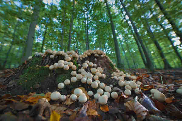 A large colony of bovista fungi on a rotten tree stump. The whole scene distorted by falling lines in rhe outer frame
