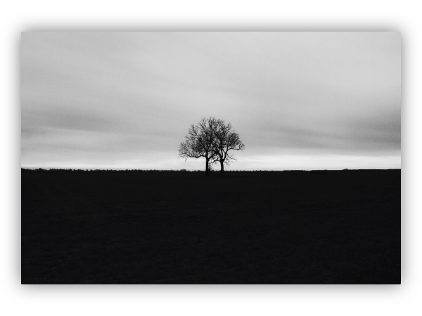 Two trees in the field.
