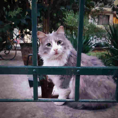A long hair grey and white stray cat with green eyes and a pink nose, staring curiously at the camera from the inside of a fenced garden. 