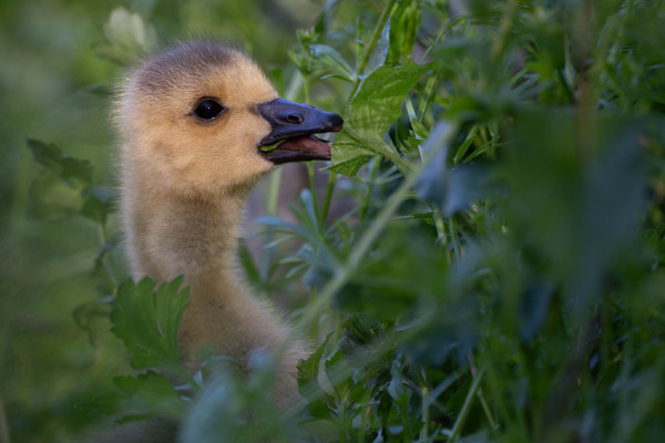 Canada goose gosling almost buried in weeds, eating fresh growth