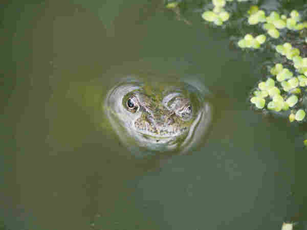 A frog submerged in a pond with just its head above the surface of the water 