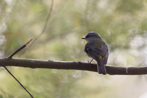 An Eastern Yellow Robin, facing away from the camera, showing its grey and olive back, wings, tail and head, with just a hint of the bright yellow underneath.