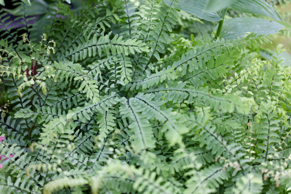 A dense clump of Maidenhair Ferns