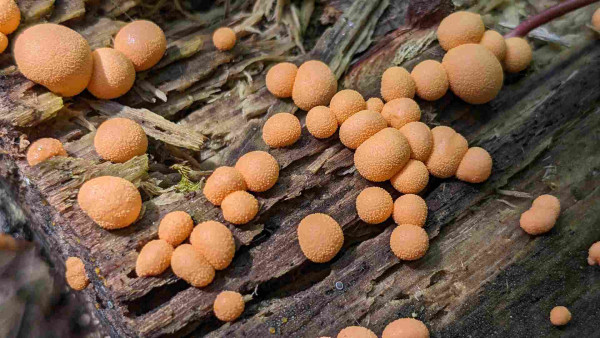 Orange blobs of water wolf's milk slime mould on a log