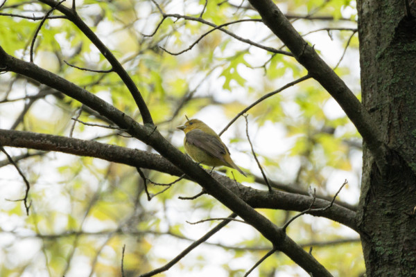 a pale yellow bird with a darker grey wing sitting on a bare branch.