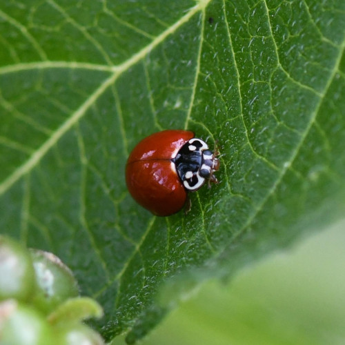 Small round beetle with a black and white face and bright red forewings without any spots.