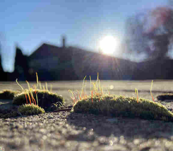 Clumps of thick green moss growing between paving stones. In the background d, a house silhouette and a bright low sun. The sun perfectly highlights the slender sporophytes growing from the moss. They're orange at the bottom half, then turn to green at the top half, and some of them curl around at the top. 