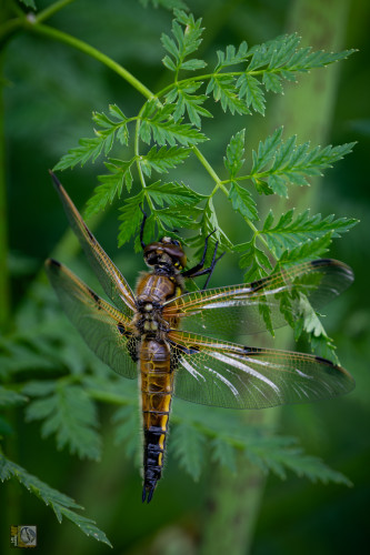 Libellula quadrimaculata, known in Europe as the four-spotted chaser and in North America as the four-spotted skimmer, is a dragonfly of the family Libellulidae found widely throughout Europe, Asia, and North America. 