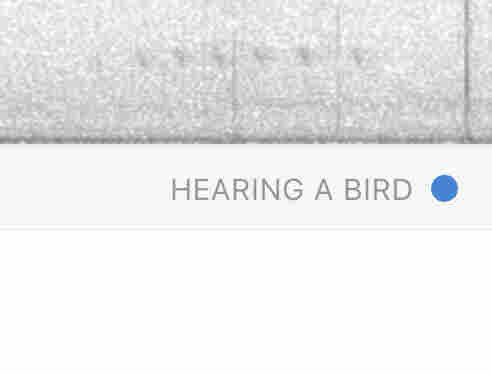 A zoomed in screenshot from the Merlin sound id screen that reads “HEARING A BIRD” with a blue dot next to it