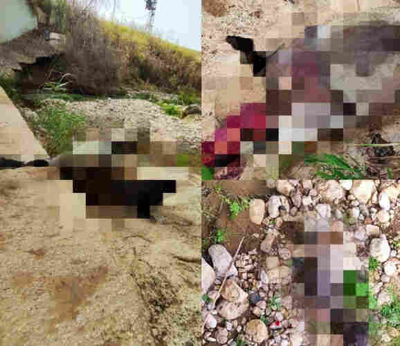 blurred images of dead animals dumped Into the warer well of palestinian villages in Jordan valley