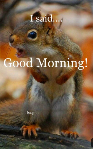 Picture a squirrel , standing on a branch shouting : “I said … Good Morning! “