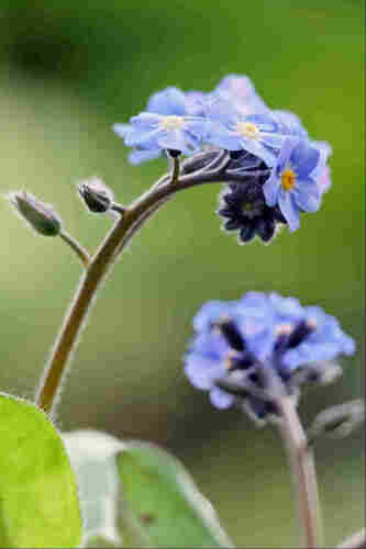 Closeup of a flowering stem of pale blue forget-me-nots, with another flower head in the background and a few leaves below.