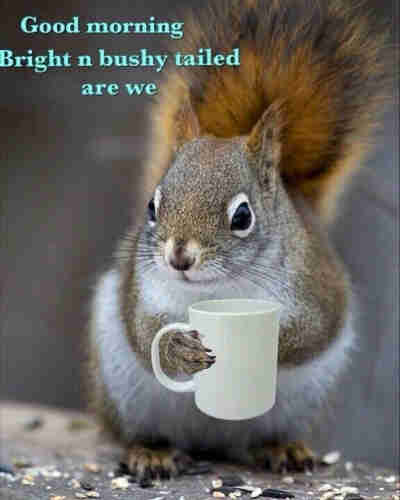 picture a grey squirrel standing on a branch holding a cup of coffee, the caption reads “Bright n bushy tailed are we !”