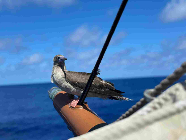 Portrait of a juvenile boobie sitting on the end of the jib boom. 