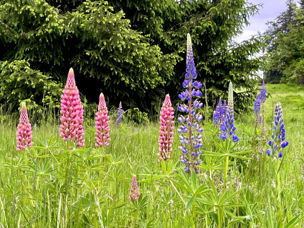 Pink and blue, conical shaped lupine flowers, quite showy poking above the grass of a meadow. In the background is a green Douglas fir tree with new, pale green tips.