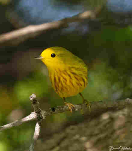 Yellow bird with big black eye and reddish streaking on the chest, in sunlight and shadow on a tree branch