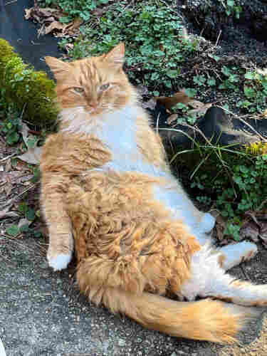 Orange and white cat with long fur sitting propped up looking content in the sunshine