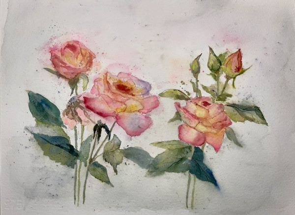 Roses in bloom painted in watercolor