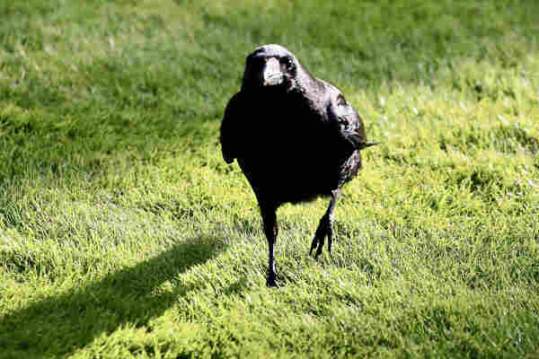 This is a photo of a Crow walking towards me with purpose.
It happened so quickly that I was not able to set up my camera settings properly.
Sorry. 