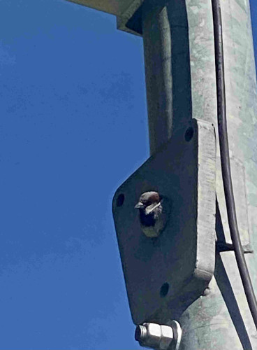 A little sparrow is peaking out the little hole on an utility pole. Only her head and chest are visible. Blue sky in the background. Sunny.